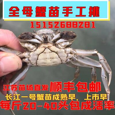 鲜活养殖特级大闸蟹苗