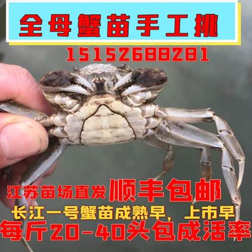 鲜活养殖特级大闸蟹苗