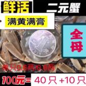 鲜活现货大闸蟹香辣蟹 全母小螃蟹毛蟹醉蟹0.6两～0.8两 二元