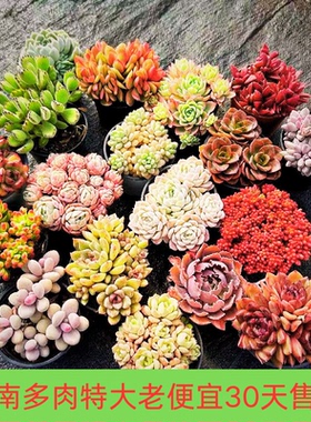 云南精品大颗老桩多肉组合盆栽红兔儿汤圆景晃星汤圆吉娃娃暗冰