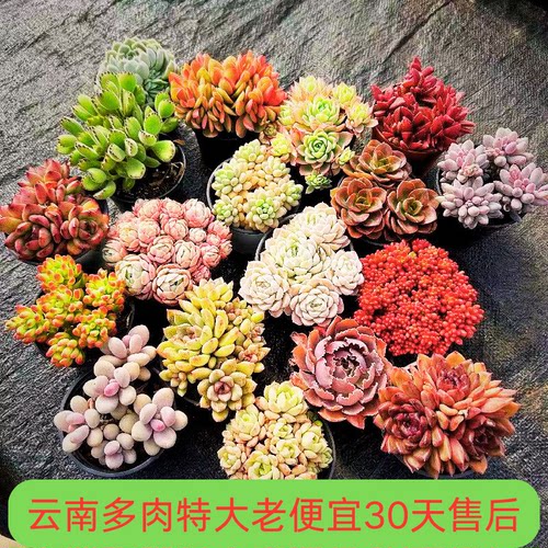 云南精品大颗老桩多肉组合盆栽