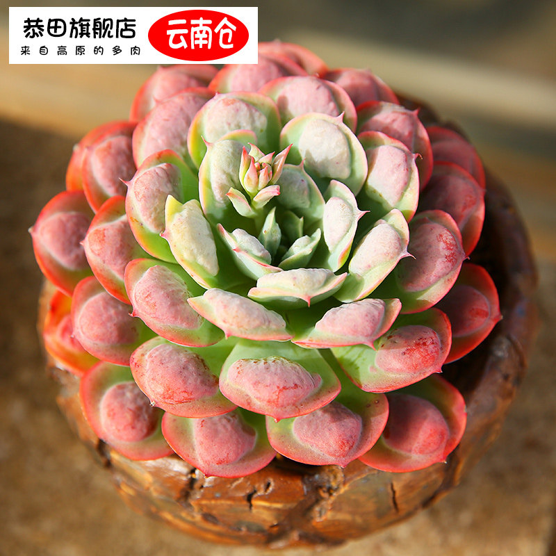 云南直发雨滴老桩多肉植物组合盆栽多肉大株肉肉植物罕见稀有品种,鲜花速递/花卉仿真/绿植园艺,多肉植物,淘宝优惠券,粉丝福利购,淘宝优惠卷