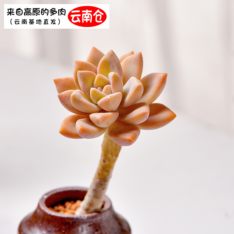 恭田多肉小老桩淡雪直发