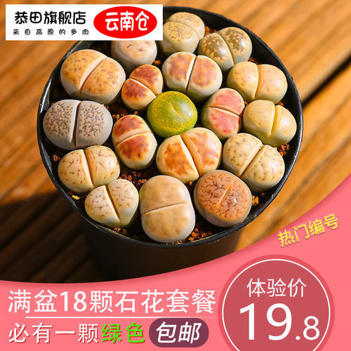 多肉植物石头花价格 多肉植物石头花图片 星期三