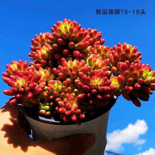 转运珠老桩多肉组合盆栽