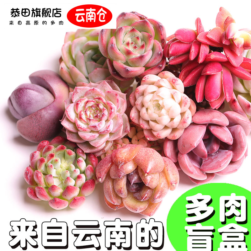 多肉盲盒云南直发开花老桩组合