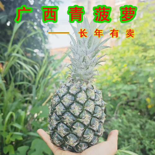 广西新鲜摘青菠萝当季水果