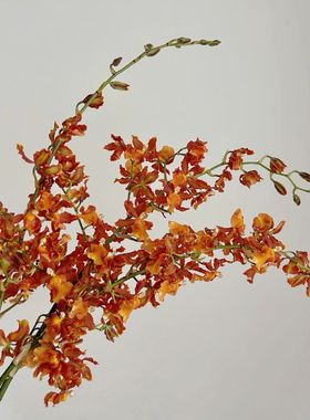 橙色咖啡色跳舞兰鲜花花束鲜切水培真花插花家居装饰桌面摆件