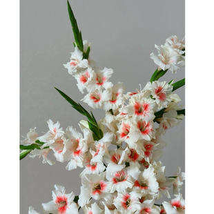 精选奶油红心剑兰阿贾克斯好养护唐菖蒲瓶插花花束桌面装饰