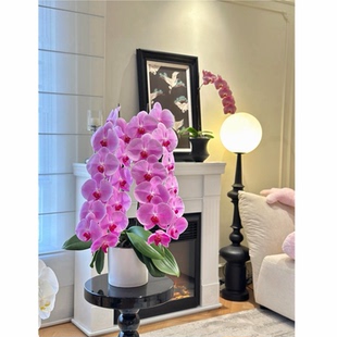 大龙兰蝴蝶兰室内盆栽带花苞上海同城鲜花配送开业乔迁红色年宵花