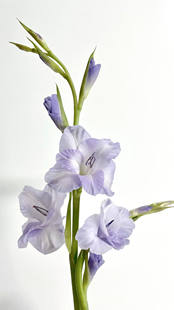 剑兰鲜花丁香紫剑兰花唐菖蒲水养插花水培鲜花花束客厅装饰摆件