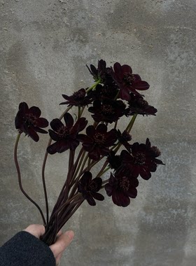 秋英鲜切花巧克力秋英黑秋英高级感瓶插暗黑系水养真花装饰花材