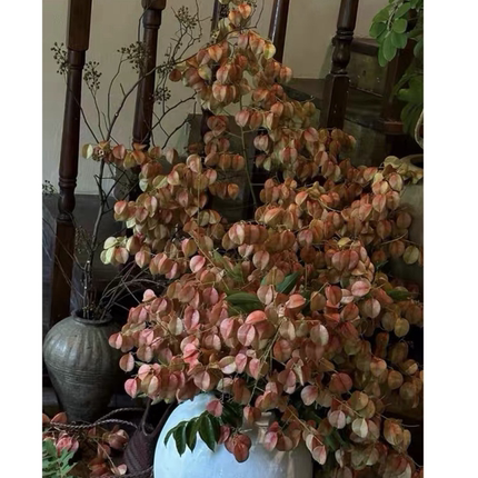 栾树果鲜花干花栾树花鲜切栾树花插花期久可做干花家居软装饰摆件