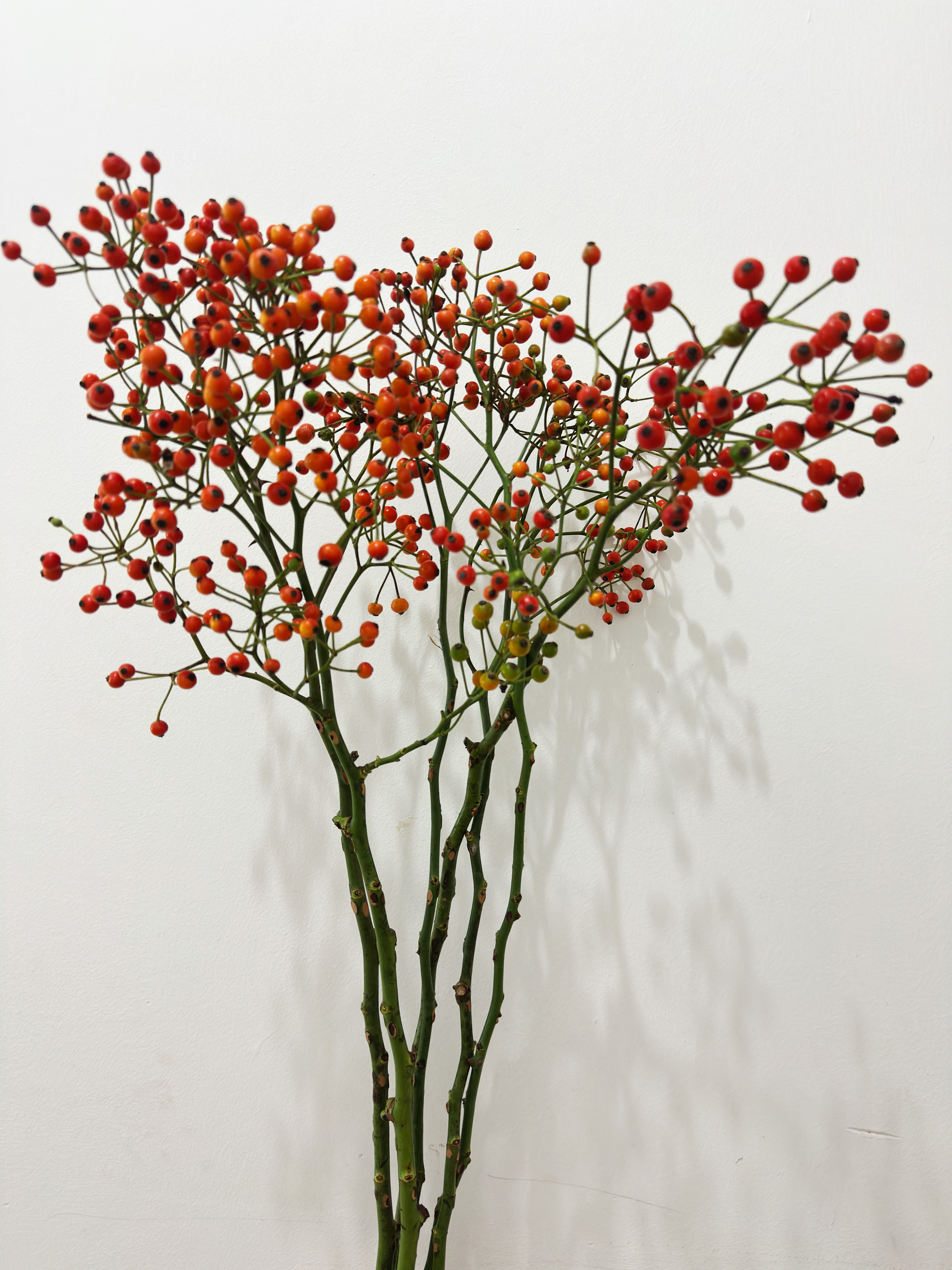 玫瑰果鲜切枝蔷薇果室内水培植物家用插花鲜花家居软装桌面摆件