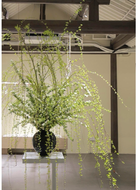 新鲜柳枝垂柳真花柳条水培植物家用插花婚庆花材鲜切枝展厅装饰