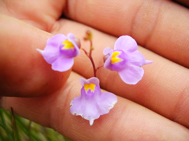 食虫植物三色狸藻 小白兔狸藻 利维达 产家直销！ 价格实在！