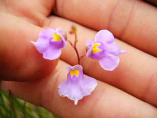 食虫植物三色狸藻 小白兔狸藻 利维达 产家直销！ 价格实在！