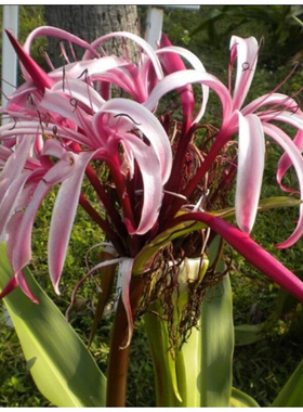 文殊兰盆栽 文殊兰香殊兰种球根室内盆栽花卉绿色原生植物文殊兰