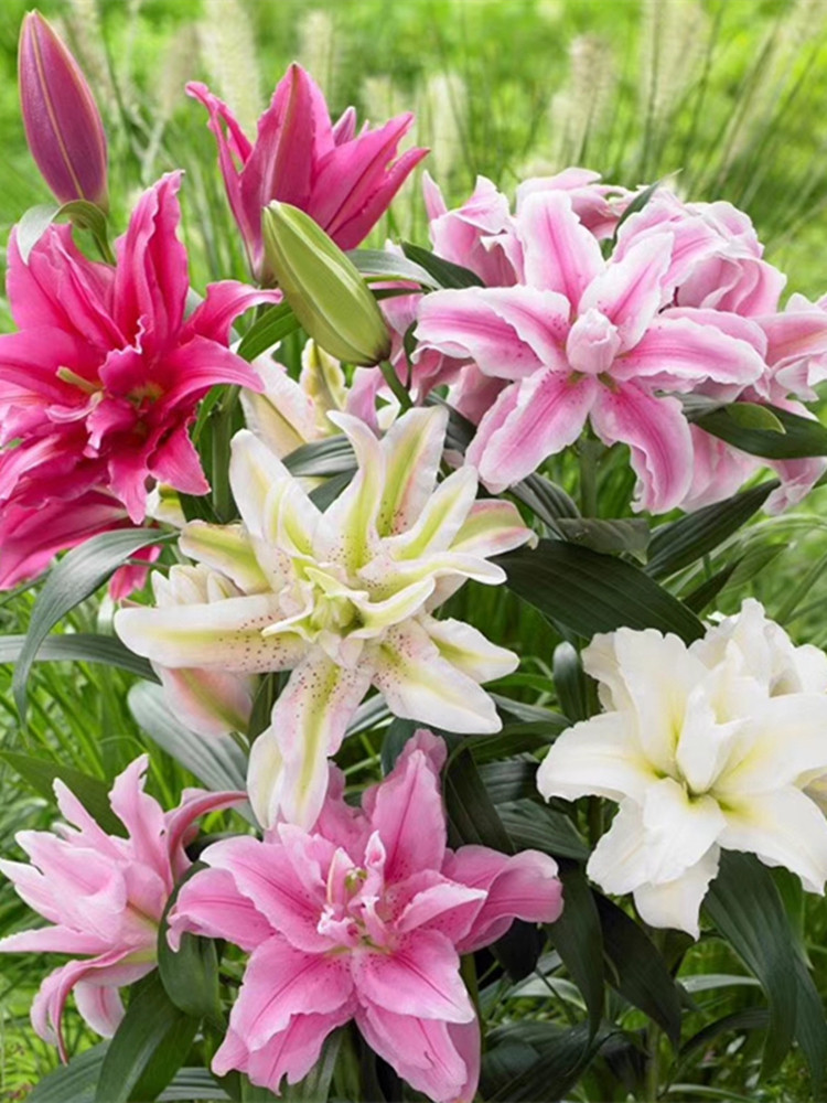 进口种球带芽四季室内香水百合花