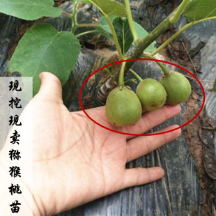 浙江红心猕猴桃苗徐香中华猕猴桃江山猕猴桃树苗猕猴桃嫁接苗果树