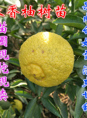 浙江柑橘盆栽柚子树苗