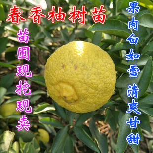 浙江春香柚柑橘树苗 盆栽象山青柚子树苗 黄金贡柑树苗果树