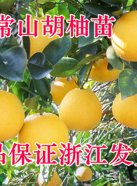 浙江盆栽庭院绿化柚子树苗包邮