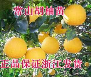 正宗浙江常山胡柚树苗 盆栽胡柚苗38元包邮 庭院绿化柚子树苗果树