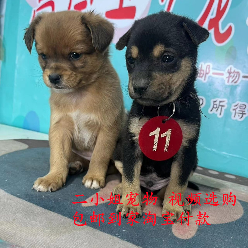 中华田园犬活体四眼狗铁包金幼犬土狗看家犬