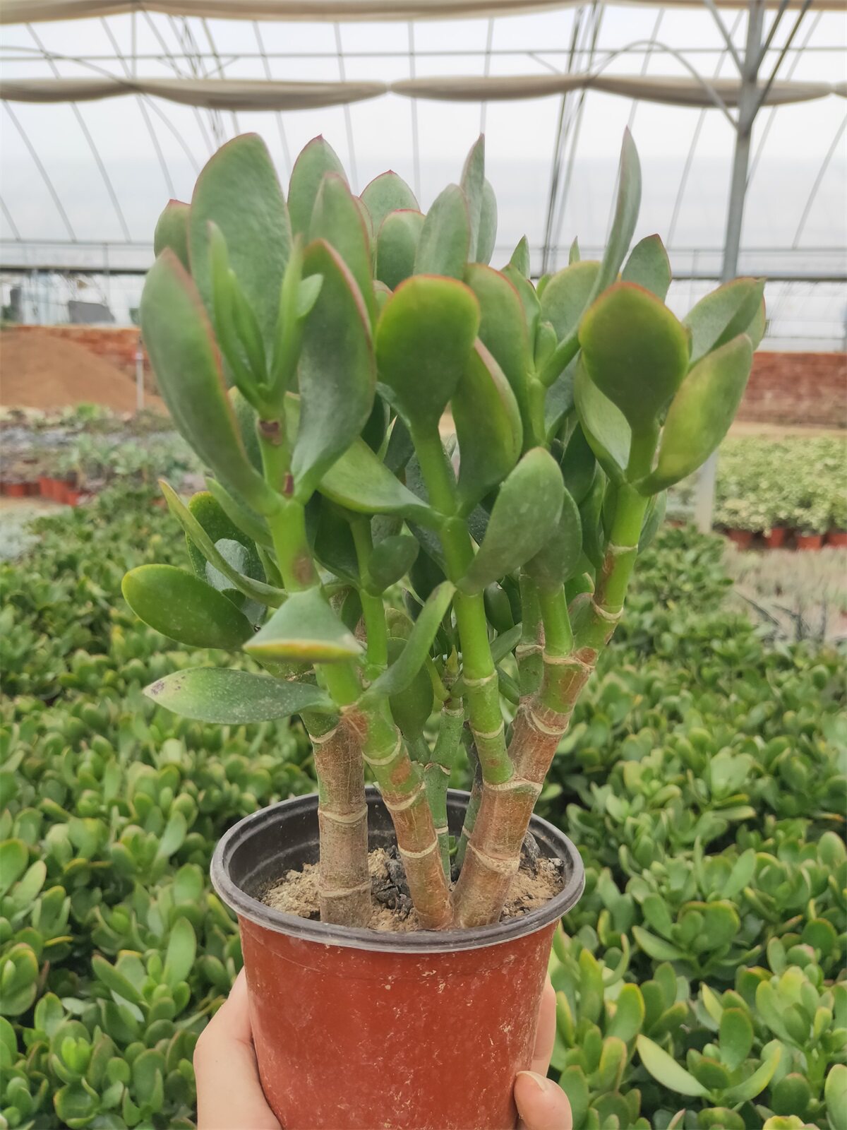 玉树大颗老桩群生超大树桩阳台庭院花卉绿植易养护多肉植物防辐射
