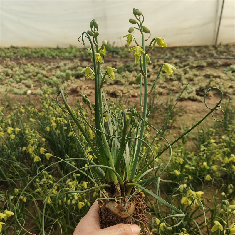 弹簧草大颗群生根快多肉植物开黄花办公室内阳台盆栽组合美观趣味