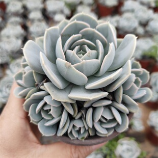 鲁氏石莲大颗群生老桩多肉植物精品控养阳台花卉绿植盆栽组合美观