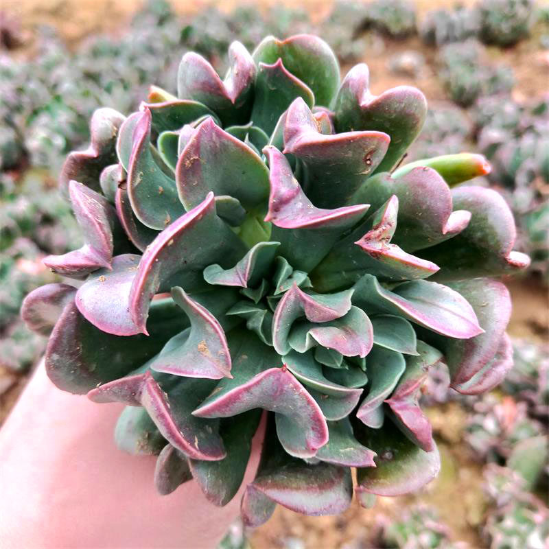 多肉植物黑鹰大颗群生冷门稀有进口多肉绿植盆栽防辐射净化空气