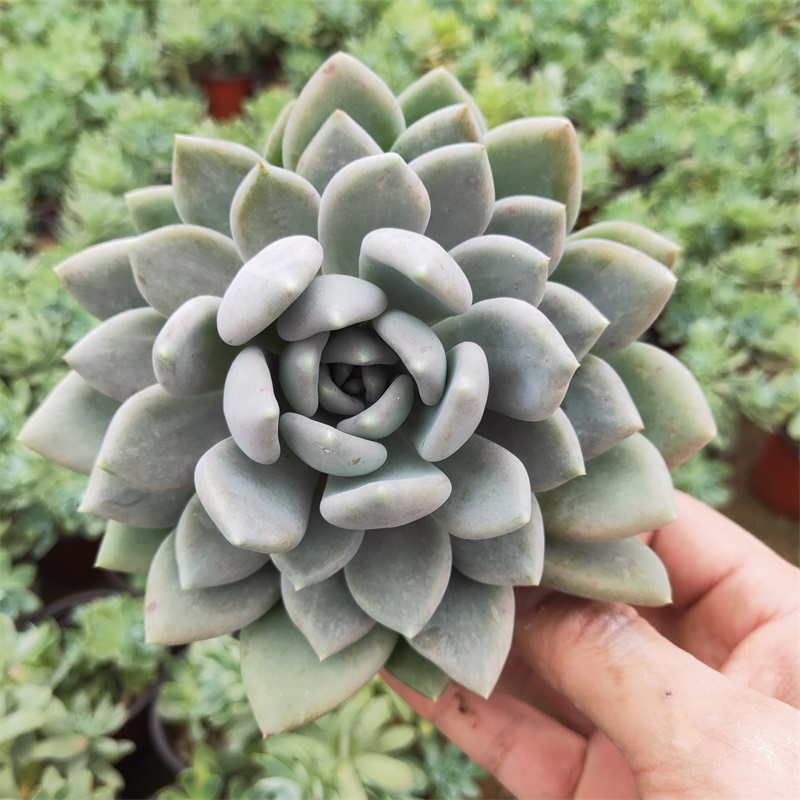 胖美人多肉植物大颗老桩胖嘟嘟多肉办公室阳台花卉绿植美观趣味