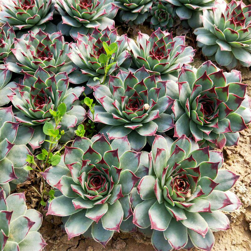 凌娟多肉植物长生草大颗肉肉美观趣味阳台花卉绿植盆栽组合防辐射