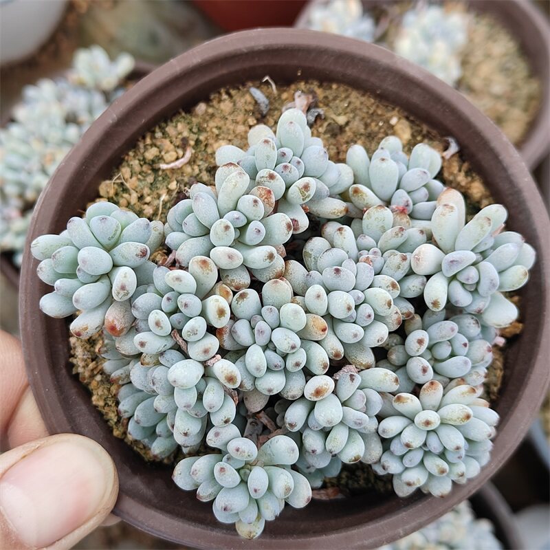 蓝豆群生多肉植物萌肉肉