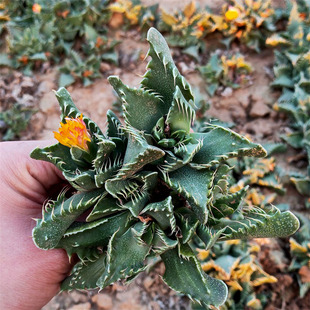 岩波四海波怒涛大颗老桩多肉植物番杏科新手肉肉阳台庭院美观趣味