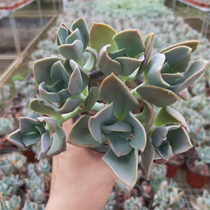 鹤氏多肉植物老桩群生大颗办公室阳台花卉绿植盆栽组合防辐射新手 鲜花速递/花卉仿真/绿植园艺 多肉植物 原图主图