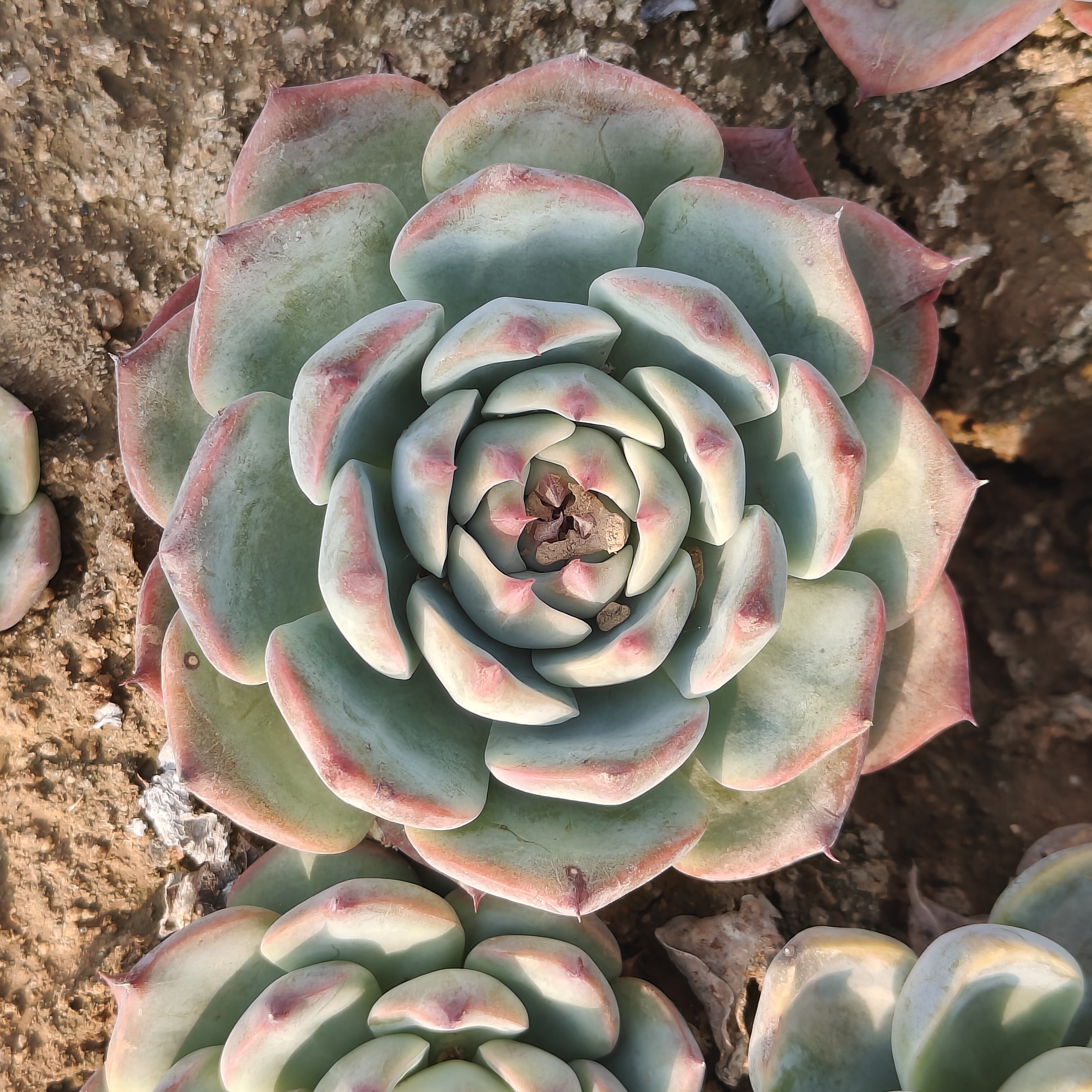吉娃娃多肉植物美观趣味办公室阳台花卉绿植盆栽组合防辐射20包邮