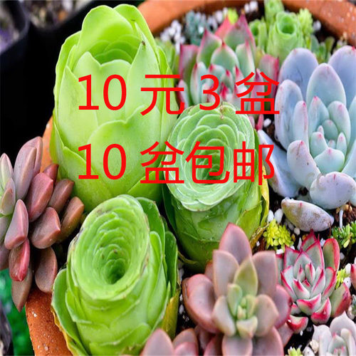 大颗老桩阳台庭院多肉植物美观