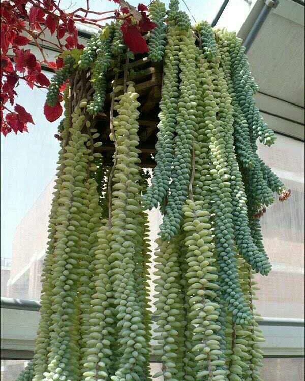 垂吊办公室多肉植物满包邮