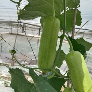 湖南株洲老品种香玉白丝瓜苗油亮口感好甜丝瓜苗带泥坨包邮