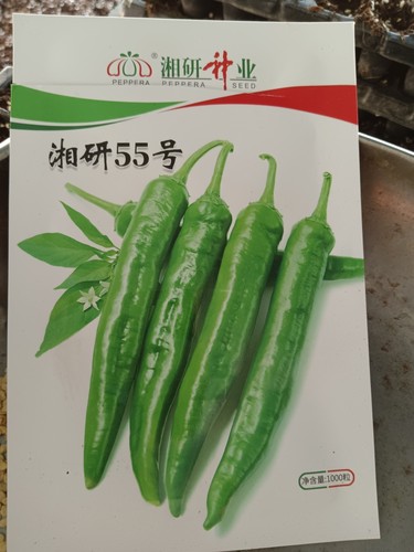 湖南高品质软皮辣椒苗湘研55号味辣皮薄口感好带土包邮