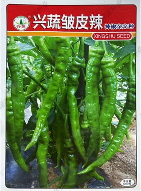 湖南兴蔬皱皮辣辣椒苗子早中熟羊角青果绿色辣味香浓皮薄穴盘育苗