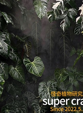 Monstera variegated白锦龟背竹ins风网红热植蔓绿绒花烛
