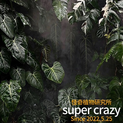 Monstera variegated白锦龟背竹ins风网红热植蔓绿绒花烛
