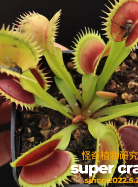 Dionaea‘shark tooth’鲨鱼齿捕蝇草大夹子雨林缸食虫植物造景