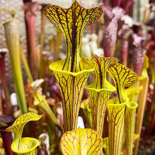 s.flava var ornata华丽黄瓶子草食虫植物稀有好养微景观造景