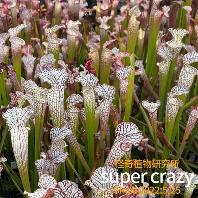 Sarracenia瓶子草合集食虫植物室内雨林缸微景观生态缸造景ins风