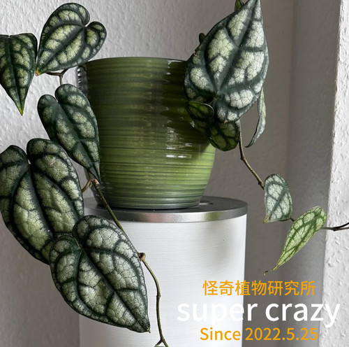 Piper sylvaticum 水晶胡椒银斑胡椒热植爬藤雨林缸造景